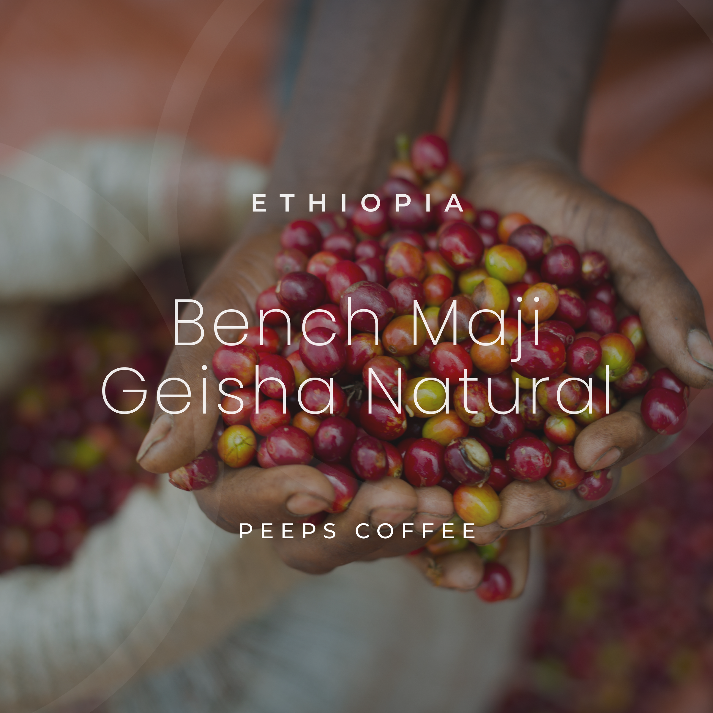 エチオピア ベンチ・マジ ゲイシャ ナチュラル 200g – PEEPS COFFEE